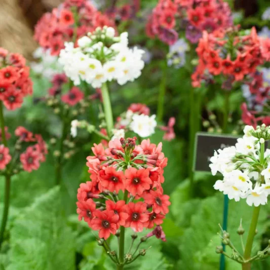 Primula Japonica 'Miller's Crimson', Primrose 'Miller's Crimson', Japanese Primrose 'Miller's Crimson', Candelabra Primrose 'Miller's Crimson', Candelabra Primula 'Miller's Crimson', Shade plants, shade perennial, Red primroses