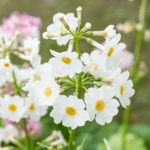 Primula Japonica 'Postford White', Primrose 'Postford White', Japanese Primrose 'Postford White', Candelabra Primrose 'Postford White', Candelabra Primula 'Postford White', Shade plants, shade perennial, White primroses
