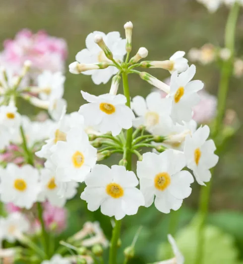 Primula Japonica 'Postford White', Primrose 'Postford White', Japanese Primrose 'Postford White', Candelabra Primrose 'Postford White', Candelabra Primula 'Postford White', Shade plants, shade perennial, White primroses