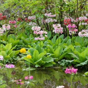Primula Japonica, Primrose, Japanese Primrose, Candelabra Primrose, Candelabra Primula, Fairy Primrose, Shade plants, shade perennial, plants for shade, plants for wet soils