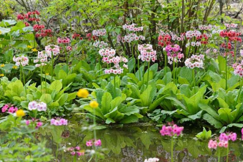 Primula Japonica, Primrose, Japanese Primrose, Candelabra Primrose, Candelabra Primula, Fairy Primrose, Shade plants, shade perennial, plants for shade, plants for wet soils