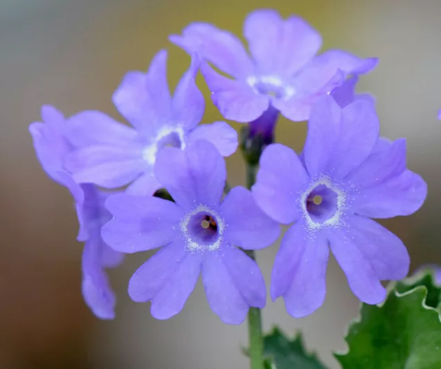 Primula marginata, Silver-Edged Primrose, Blue Primroses, Pink flowers, Lavender Flowers, Purple Flowers, Shade plants, shade perennial, plants for shade, plants for wet soils