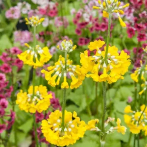 Primula prolifera, Candelabra Primrose, Glory of the Bog  Glory of the Marsh, Primula helodoxa, Primula ianthina, Yellow Primroses, Yellow Primulas, Shade plants, shade perennial, plants for shade, plants for wet soils