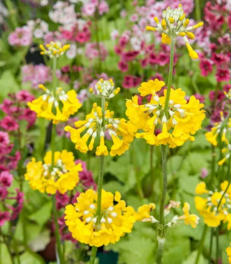 Primula prolifera, Candelabra Primrose, Glory of the Bog  Glory of the Marsh, Primula helodoxa, Primula ianthina, Yellow Primroses, Yellow Primulas, Shade plants, shade perennial, plants for shade, plants for wet soils