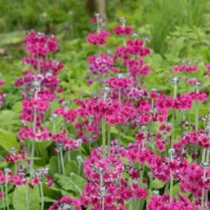 Primula Pulverulenta, Primrose, Candelabra Primrose, Candelabra Primula,  Powdered Primrose, Powdery Primrose, Mealy Primrose, Farinose Candelabra Primula, Shade plants, shade perennial, plants for shade, plants for wet soils