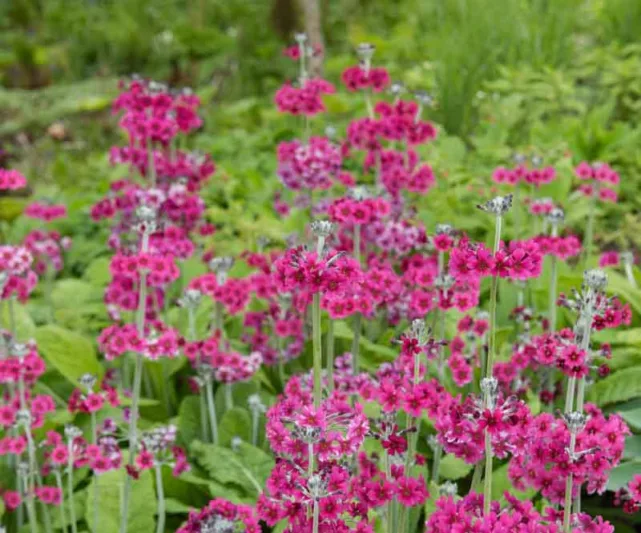 Primula Pulverulenta, Primrose, Candelabra Primrose, Candelabra Primula,  Powdered Primrose, Powdery Primrose, Mealy Primrose, Farinose Candelabra Primula, Shade plants, shade perennial, plants for shade, plants for wet soils