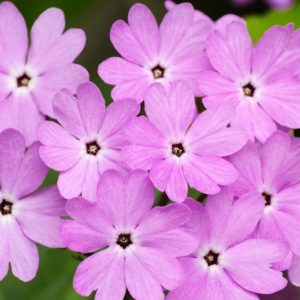 Primula sieboldii, Siebold Primrose, Cherry Blossom Primrose, Japanese Woodland Primrose, Primula saxatilis, Shade plants, shade perennial, Purple Primore, Purple Flowers, plants for shade, plants for wet soils