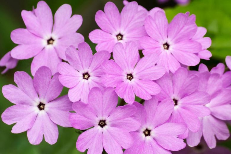 Primula sieboldii, Siebold Primrose, Cherry Blossom Primrose, Japanese Woodland Primrose, Primula saxatilis, Shade plants, shade perennial, Purple Primore, Purple Flowers, plants for shade, plants for wet soils