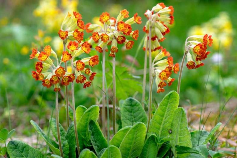 Primula Veris 'Sunset Shades', Common Cowslip 'Sunset Shades', Bedlam Cowslip 'Sunset Shades', English Cowslip 'Sunset Shades', Red Cowslip, Red Primrose , Shade plants, shade perennial, yellow flowers, plants for shade, deer resistant plants, deer resistant perennials