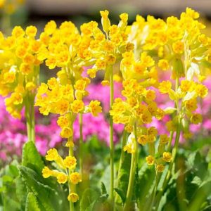 Primula Veris, Common Cowslip, Bedlam Cowslip, English Cowslip, Fairy Cup, Galligaskins, Gaskins, Herb Peter, Key Flower, Keywort , Shade plants, shade perennial, yellow flowers, plants for shade, deer resistant plants, deer resistant perennials