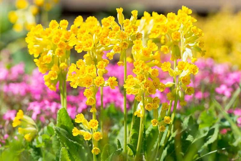Primula Veris, Common Cowslip, Bedlam Cowslip, English Cowslip, Fairy Cup, Galligaskins, Gaskins, Herb Peter, Key Flower, Keywort , Shade plants, shade perennial, yellow flowers, plants for shade, deer resistant plants, deer resistant perennials