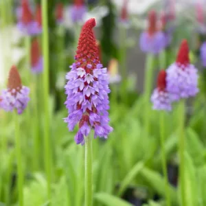 Primula Vialii, Orchid Primrose, Vial's Primrose, Primula Littoniana, Red-Hot Poker Primrose, Chinese Pagoda Primrose, Shade plants, shade perennial, plants for shade, plants for wet soils