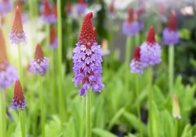 Primula Vialii, Orchid Primrose, Vial's Primrose, Primula Littoniana, Red-Hot Poker Primrose, Chinese Pagoda Primrose, Shade plants, shade perennial, plants for shade, plants for wet soils