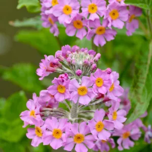 Primula x Bulleesiana, Primrose, Candelabra Primrose, Candelabra Primula, Bulle's Primrose, Shade plants, shade perennial, plants for shade, plants for wet soils