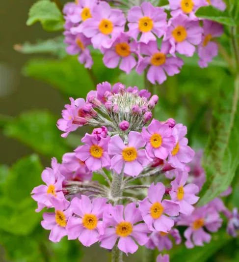 Primula x Bulleesiana, Primrose, Candelabra Primrose, Candelabra Primula, Bulle's Primrose, Shade plants, shade perennial, plants for shade, plants for wet soils