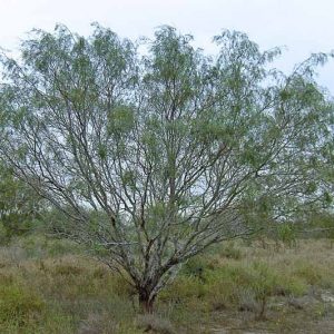 Prosopis glandulosa, Honey Mesquite, Glandular Mesquite, Algarroba