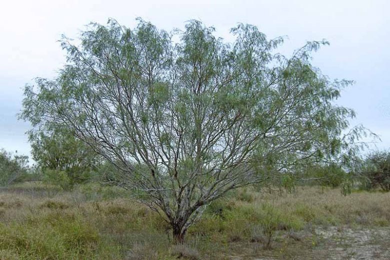 Prosopis glandulosa, Honey Mesquite, Glandular Mesquite, Algarroba