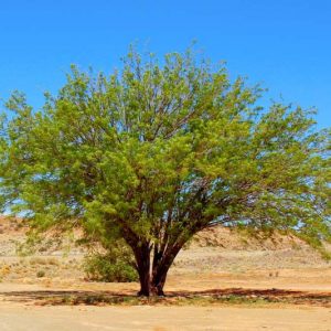 Prosopis pubescens, Screwbean Mesquite, American Screwbean, Tornillo, Screwbean, Screwpod Mesquite, Twisted Bean, Fremont Screwbean, Strombocarpa odorata