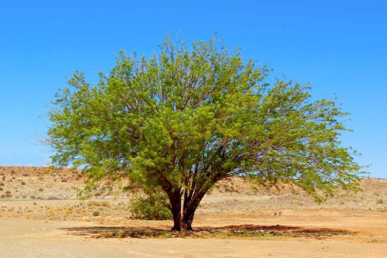 Prosopis pubescens, Screwbean Mesquite, American Screwbean, Tornillo, Screwbean, Screwpod Mesquite, Twisted Bean, Fremont Screwbean, Strombocarpa odorata