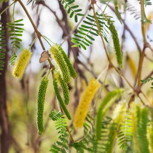 Prosopis velutina, Velvet Mesquite, Neltuma velutina, Prosopis articulata, Prosopis chilensis var. velutina, Prosopis juliflora, Prosopis juliflora var. articulata, Prosopis juliflora var. velutina