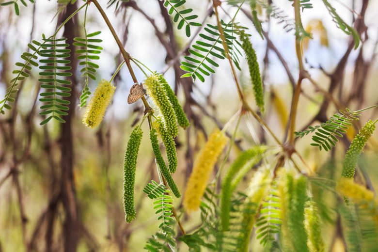 Prosopis velutina, Velvet Mesquite, Neltuma velutina, Prosopis articulata, Prosopis chilensis var. velutina, Prosopis juliflora, Prosopis juliflora var. articulata, Prosopis juliflora var. velutina