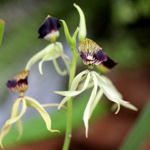 Prosthechea cochleata, Clamshell Orchid, Cockleshell Orchid, Octopus Orchid, Black Orchid, Aulizeum cochleatum, Encyclia cochleata, Fragrant Orchids, Easy Orchids, Easy to Grow Orchids