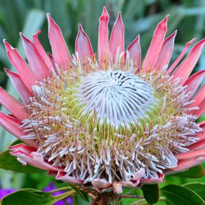Protea cynaroides, King Protea, Cape Artichoke Flower, Giant Protea, Honeypot, King Sugar Bush, Mediterranean shrubs, Evergreen Shrubs, Drought tolerant shrubs