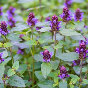 Prunella vulgaris, Selfheal, All-Heal, Blue Curls, Blue Lucy, Carpenter Grass, Carpenter's Square, Heart of the Earth, Herb Carpenter, California Native Plant, California Native Perennial