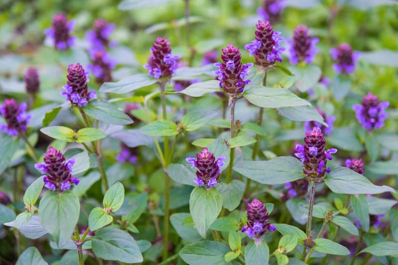 Prunella vulgaris, Selfheal, All-Heal, Blue Curls, Blue Lucy, Carpenter Grass, Carpenter's Square, Heart of the Earth, Herb Carpenter, California Native Plant, California Native Perennial