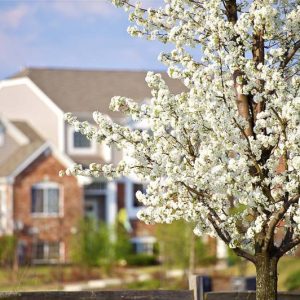 Prunus americana, American Plum, Wild Plum, American Wild Yellow Plum, American Wild Red Plum, August Plum, Canada Plum, Goose Plum, Hog Plum, American Plum, River Plum, Sloe Plum, Flowering Tree, White flowers, Red Berries