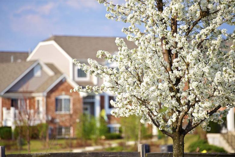Prunus americana, American Plum, Wild Plum, American Wild Yellow Plum, American Wild Red Plum, August Plum, Canada Plum, Goose Plum, Hog Plum, American Plum, River Plum, Sloe Plum, Flowering Tree, White flowers, Red Berries