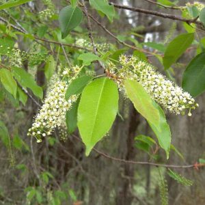 Prunus caroliniana, Carolina Cherry-laurel, Cherry-laurel, Laurel Cherry, Carolina Laurel Cherry, Laurocerasus caroliniana, Evergreen Shrub, Evergreen Tree, Fragrant Shrub, Fragrant Tree
