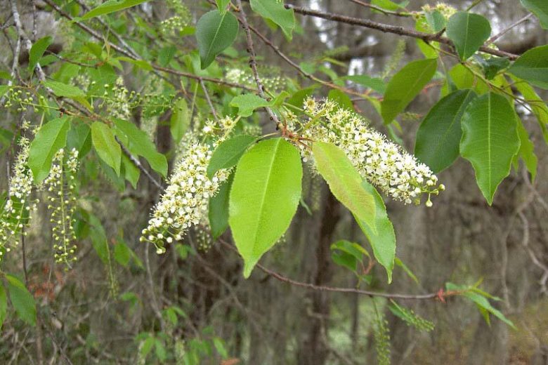 Prunus caroliniana, Carolina Cherry-laurel, Cherry-laurel, Laurel Cherry, Carolina Laurel Cherry, Laurocerasus caroliniana, Evergreen Shrub, Evergreen Tree, Fragrant Shrub, Fragrant Tree
