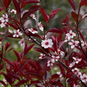 Prunus cistena, Prunus x cistena, Purple-Leaf Sand Cherry, Sand Cherry Tree, Flowering Tree, Pink flowers, pink prunus