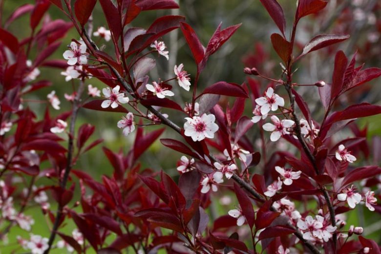 Prunus cistena, Prunus x cistena, Purple-Leaf Sand Cherry, Sand Cherry Tree, Flowering Tree, Pink flowers, pink prunus
