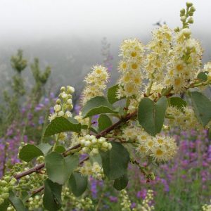 Prunus ilicifolia, Hollyleaf Cherry, Holly-Leaved Cherry, Evergreen Cherry, Evergreen Shrub, Evergreen Tree, Cherry Tree, Fragrant Shrub, Fragrant Tree