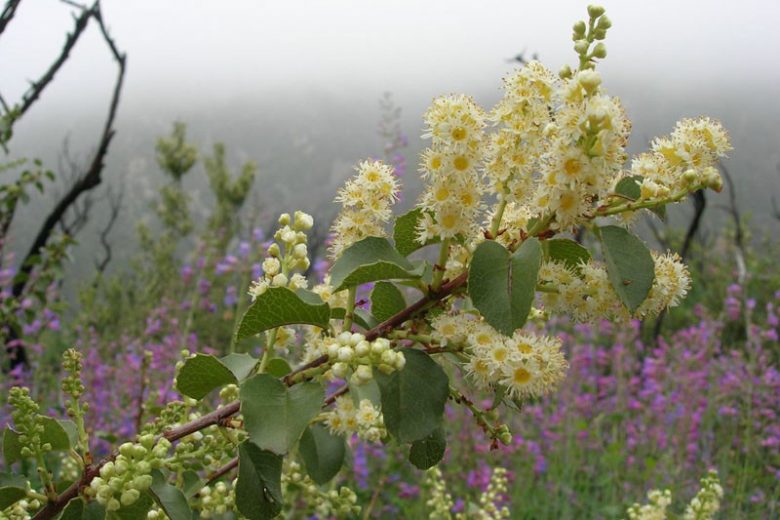 Prunus ilicifolia, Hollyleaf Cherry, Holly-Leaved Cherry, Evergreen Cherry, Evergreen Shrub, Evergreen Tree, Cherry Tree, Fragrant Shrub, Fragrant Tree