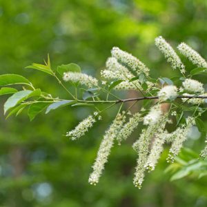 Prunus serotina, Black Cherry, Wild Black Cherry, Rum Cherry, Flowering Tree, White flowers, Red Berries