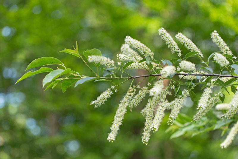 Prunus serotina, Black Cherry, Wild Black Cherry, Rum Cherry, Flowering Tree, White flowers, Red Berries