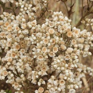 Pseudognaphalium californicum, Ladies' Tobacco, California Rabbit Tobacco, California Cudweed, California Everlasting, Green Everlasting, Gnaphalium californicum, California Native Plants