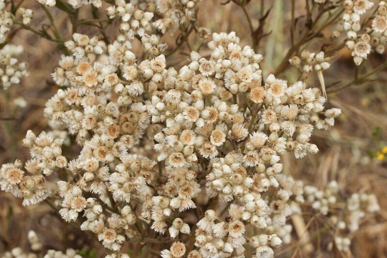 Pseudognaphalium californicum, Ladies' Tobacco, California Rabbit Tobacco, California Cudweed, California Everlasting, Green Everlasting, Gnaphalium californicum, California Native Plants