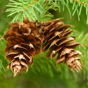 Pseudotsuga menziesii, Douglas Fir, Blue Douglas Fir, Green Douglas Fir, Oregon Pine, Evergreen Shrub, Evergreen Tree