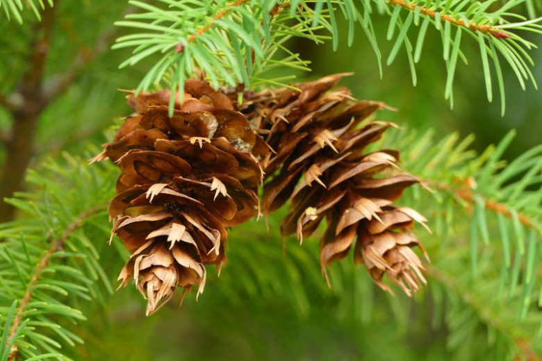 Pseudotsuga menziesii, Douglas Fir, Blue Douglas Fir, Green Douglas Fir, Oregon Pine, Evergreen Shrub, Evergreen Tree