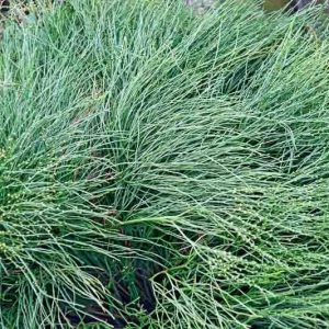 Psilotum nudum, Whisk Fern,  Skeleton Fern, Evergreen fern, Shade plants, shade perennial, plants for shade, plants for wet soil