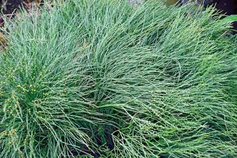 Psilotum nudum, Whisk Fern,  Skeleton Fern, Evergreen fern, Shade plants, shade perennial, plants for shade, plants for wet soil