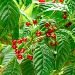 Psychotria nervosa, Seminole Balsamo, Wild Coffee, Psychotria lanceolata, white flowers, evergreen shrub, Florida Native Plants, Florida Native Shrubs