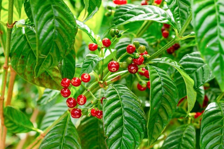 Psychotria nervosa, Seminole Balsamo, Wild Coffee, Psychotria lanceolata, white flowers, evergreen shrub, Florida Native Plants, Florida Native Shrubs