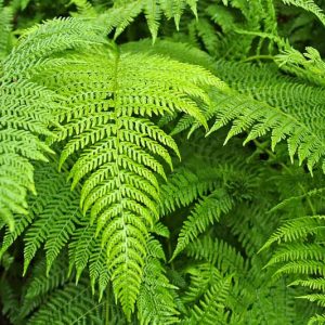 Pteridium aquilinum, Western Bracken Fern, Bracken Fern, Western Bracken, Bracken