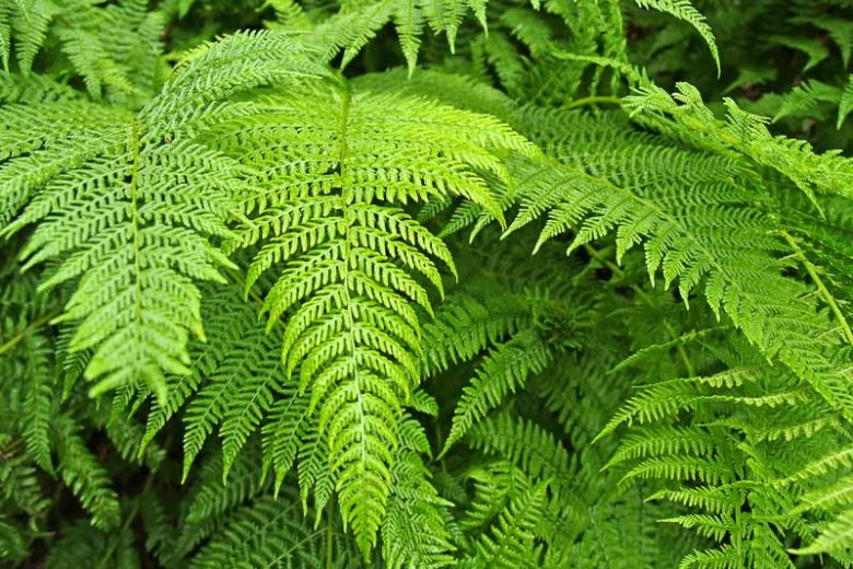 Pteridium aquilinum, Western Bracken Fern, Bracken Fern, Western Bracken, Bracken