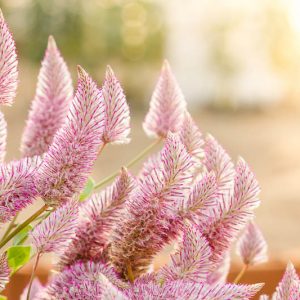 Ptilotus exaltatus 'Joey', Lambs-Tails 'Joey', Pink Mulla Mulla 'Joey', Pink Pussy Tails, Pink Flowers